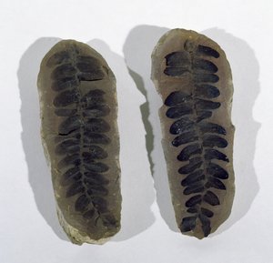 Neuropteris (Fronde de fougère de mer) trouvée à Coseley, Staffordshire, Période Carbonifère Supérieure - Unbekannt