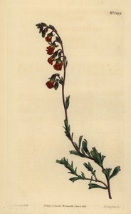 Hermannia odorante de nuit, Hermannia flammea - Unbekannt
