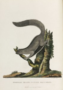Écureuil volant de l