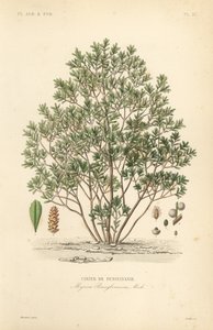 Cirier de Pennsylvanie - Unbekannt