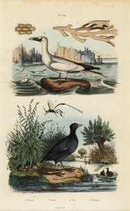 Fou de Bassan, Morus bassanus, foulque à front rouge, Fulica rufifrons, algue Flustra foliacea, et guêpe Gasteruption - Unbekannt