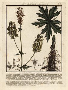 Aconit tue-loup, Aconitum lycoctonum - Unbekannter Künstler