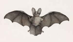 Nyctère de Thébaïde, chauves-souris en Égypte - Unbekannt