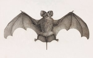 Nyctinome d