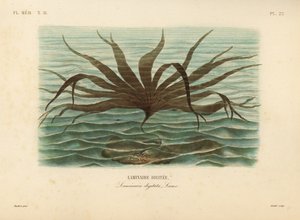 Laminaire digitée, Laminaria digitata - Unbekannt