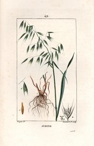 Avoine cultivée ou avoine byzantine - Gravure par Lambert fils, d