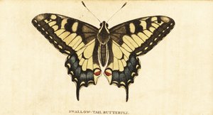 Machaon, Papilio machaon (gravure) - Unbekannter Künstler