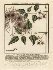 Barbe de vieillard, Clematis vitalba - Unbekannter Künstler