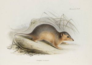 Opossum, vers 1832-1836 - Unbekannt