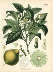 Bergamote orange, Citrus bergamia. Chromolithographie d