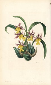 Variété d