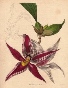 Orchidée variété, Paphinia (Maxillaria) cristata, espèce endémique du nord de l