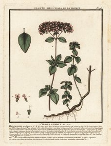 Origan ou marjolaine sauvage, Origanum vulgare - Unbekannter Künstler