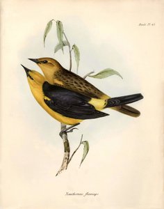 Ornithologie : « Certhidea olivacea » observée et décrite par Charles Darwin lors de son expédition à bord du Beagle. Planche tirée de « The zoology of the voyage of H.M.S. Beagle. Flight. III, Birds described by John Gould, with notice of their habits by - Unbekannter Künstler