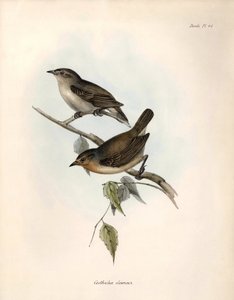 Ornithologie : « Certhidea olivacea » géospize olive observé et décrit par Charles Darwin lors de son expédition à bord du Beagle. Planche de « La zoologie du voyage du H.M.S. Beagle. Vol. III, Oiseaux décrits par John Gould »