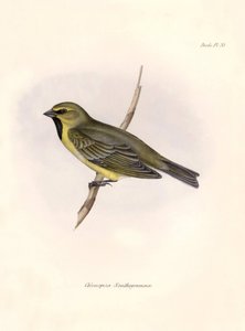 Ornithologie: Chlorospiza xanthogramma, Description d