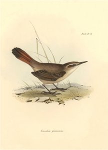 Ornithologie : "Eremobius phoenicurus" décrit par Charles Darwin lors de son expédition à bord du Beagle. Planche de "The zoology of the voyage of H.M.S. Beagle. Flight. III, Birds described by John Gould" - Unbekannter Künstler