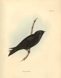Ornithologie : "Progne modestus" de la famille des hirondelles décrit par Charles Darwin lors de son expédition à bord du Beagle. Planche de "The zoology of the voyage of H.M.S. Beagle. Flight. III, Birds described by John Gould" - Unbekannter Künstler