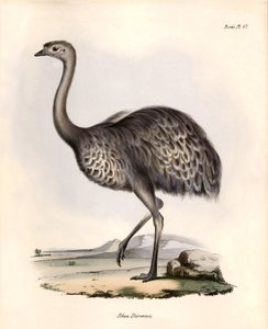Ornithologie : "Rhea Darwinii" Nandou de Darwin observé et décrit par Charles Darwin lors de son expédition à bord du Beagle. Planche de "The zoology of the voyage of H.M.S. Beagle. Flight. III, Birds described by John Gould"