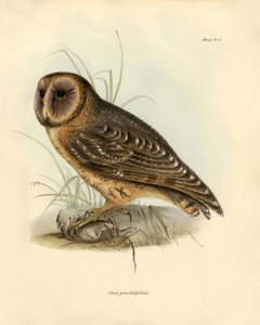 Ornithologie : « Strix punctatissima » chouette décrite par Charles Darwin (1809-1882) lors de son expédition à bord du Beagle. Planche tirée de « Birds described by John Gould, with notice of their habits by Charles Darwin