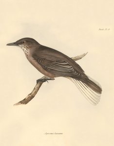 Ornithologie : Le « Agriornis leucurus » décrit par Charles Darwin lors de son voyage d