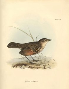 Ornithologie : Le "Hymenops perspicillata" de la famille des oiseaux décrit par Charles Darwin lors de son voyage d