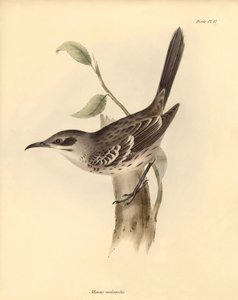 Ornithologie : Le "Mimus melanotis" de la famille des moqueurs décrit par Charles Darwin lors de son voyage d