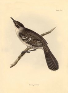 Ornithologie : Le "Mimus parnilus" de la famille des moqueurs décrit par Charles Darwin lors de son voyage d