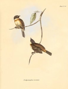 Ornithologie : Le "Pachyramphus minimus" de la famille des hêtres décrit par Charles Darwin lors de son voyage d
