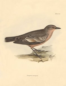 Ornithologie : Le « Taenioptera variegata » décrit par Charles Darwin lors de son voyage d