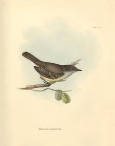 Ornithologie : Le « Tyrannula magnirostris » de la famille des oiseaux décrit par Charles Darwin lors de son voyage d