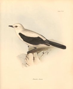 Ornithologie : Le « fluvicola azarea » ou gobe-mouche décrit par Charles Darwin lors de son voyage d