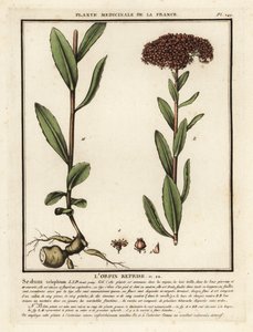 Orpin, Sedum telephium - Unbekannter Künstler