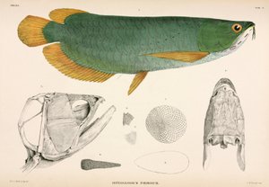 Osteoglossum formosum, Indonésie - Unbekannter Künstler