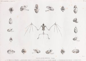 Ostéologie des chauves-souris en Égypte