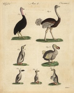 Autruche, Struthio camelus, casoar, Struthio casuarius, dodo éteint, Raphus cucullatus, et espèces de manchots - Unbekannt
