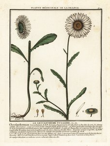 Marguerite, Leucanthemum vulgare - Unbekannter Künstler