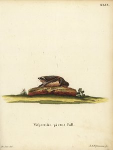Chauve-souris laineuse peinte, Kerivoula picta. Vespertilio pictus Linn. Gravure sur cuivre en couleur par Jakob Andreas Eisenmann d