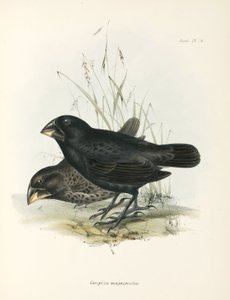 Paire de grands pinsons terrestres, îles Galápagos, vers 1832-1836