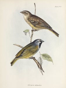 Paire de moineaux ou de pinsons, vers 1832-1836