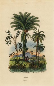 Palmiers : palmier dattier, Phoenix dactylifera 1, espèce Attalea 2, et espèce Geonoma 3 - Unbekannt