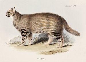 Chat des pampas, Amérique du Sud, c.1832-1836 - Unbekannt