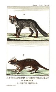 Renard des pampas ou aguarachay