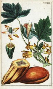 Fruit de papaye, section, fleurs et feuilles, Carica papaya