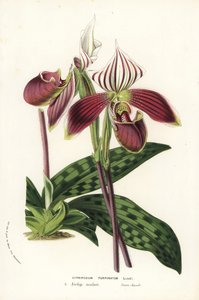 Orchidée Paphiopedilum purpurpuratum (Cypripedium purpuratum). Lithographie coloriée à la main de Louis van Houtte et Charles Lemaire