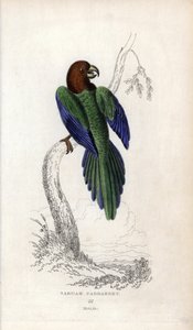 Perruche pumpadour, Prosopeia tabuensis. Psittacus tabuensis. Lithographie de Joseph Kidd, d