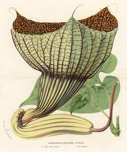 Pararistolochia goldieana (Aristolochia goldieana). Lithographie coloriée à la main de "Flore des Serres et des Jardins de l