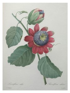 Fleur de la passion - Unbekannt