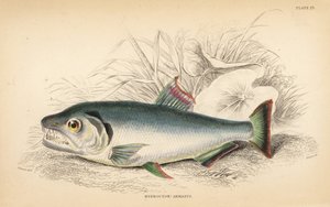 Payara, Hydrolycus armatus (Hydrocyon à dents fortes, Hydrocyon? armatus). Gravure à l