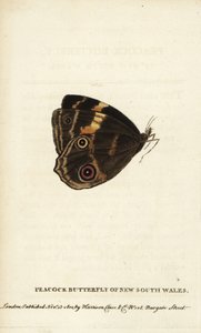 Papillon paon de la Nouvelle-Galles du Sud - Unbekannter Künstler